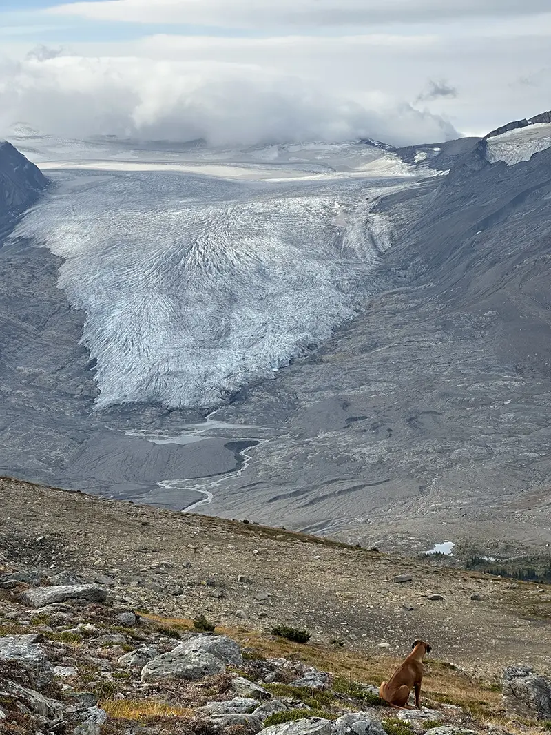 Jakira the dog sitting on a mountainside overlooking a vast glacier